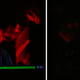 Image for article titled Apples and Oranges Hands-On: Apple TV vs. TiVo Series3 HD